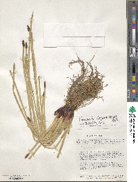 Eleocharis geniculata image