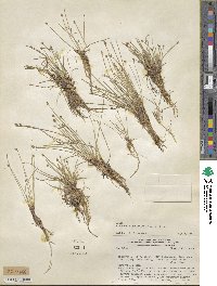 Eleocharis geniculata image