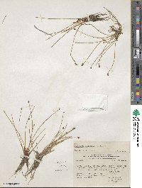 Eleocharis geniculata image