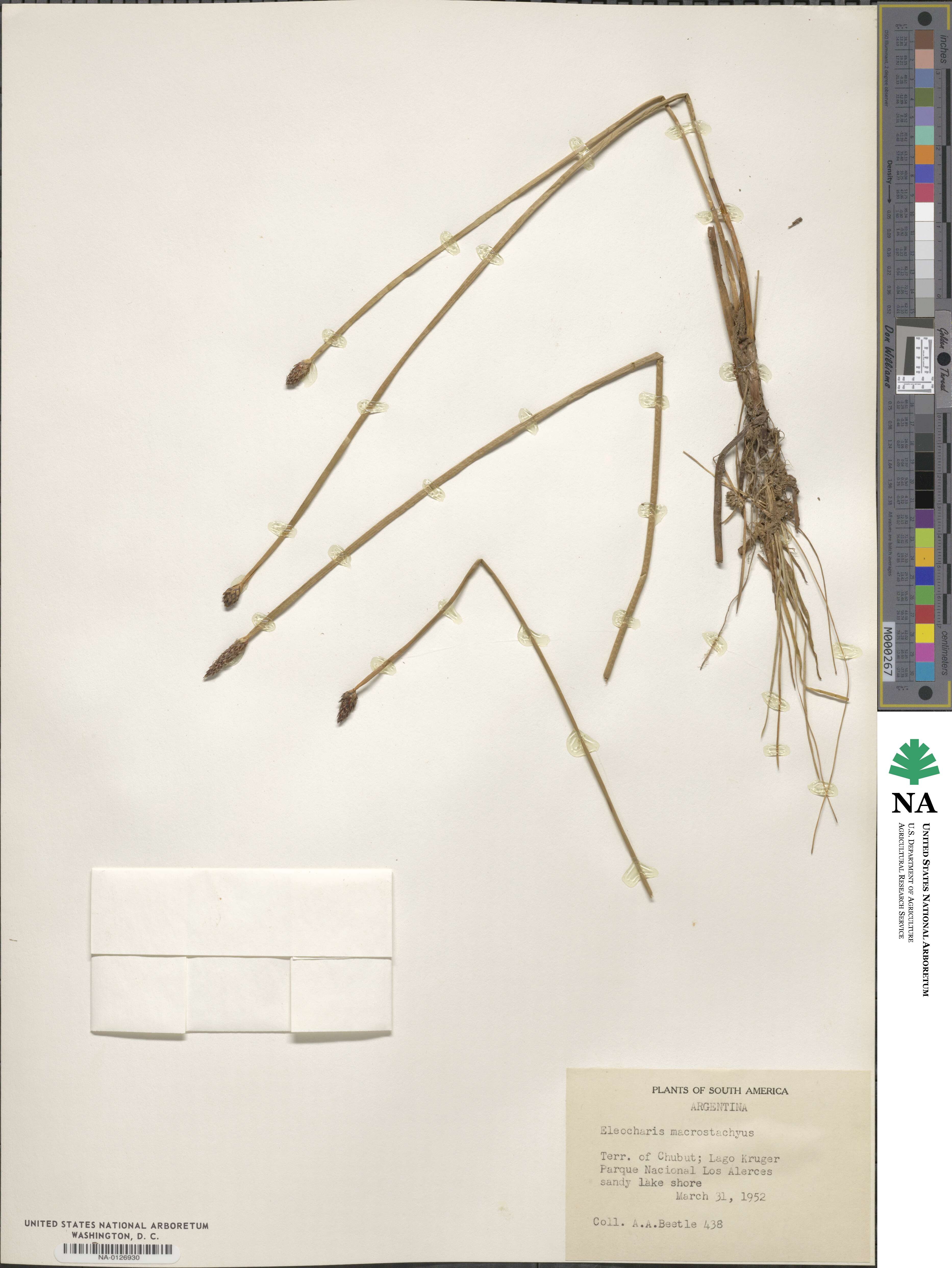 Eleocharis macrostachya image