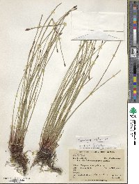 Eleocharis montana image