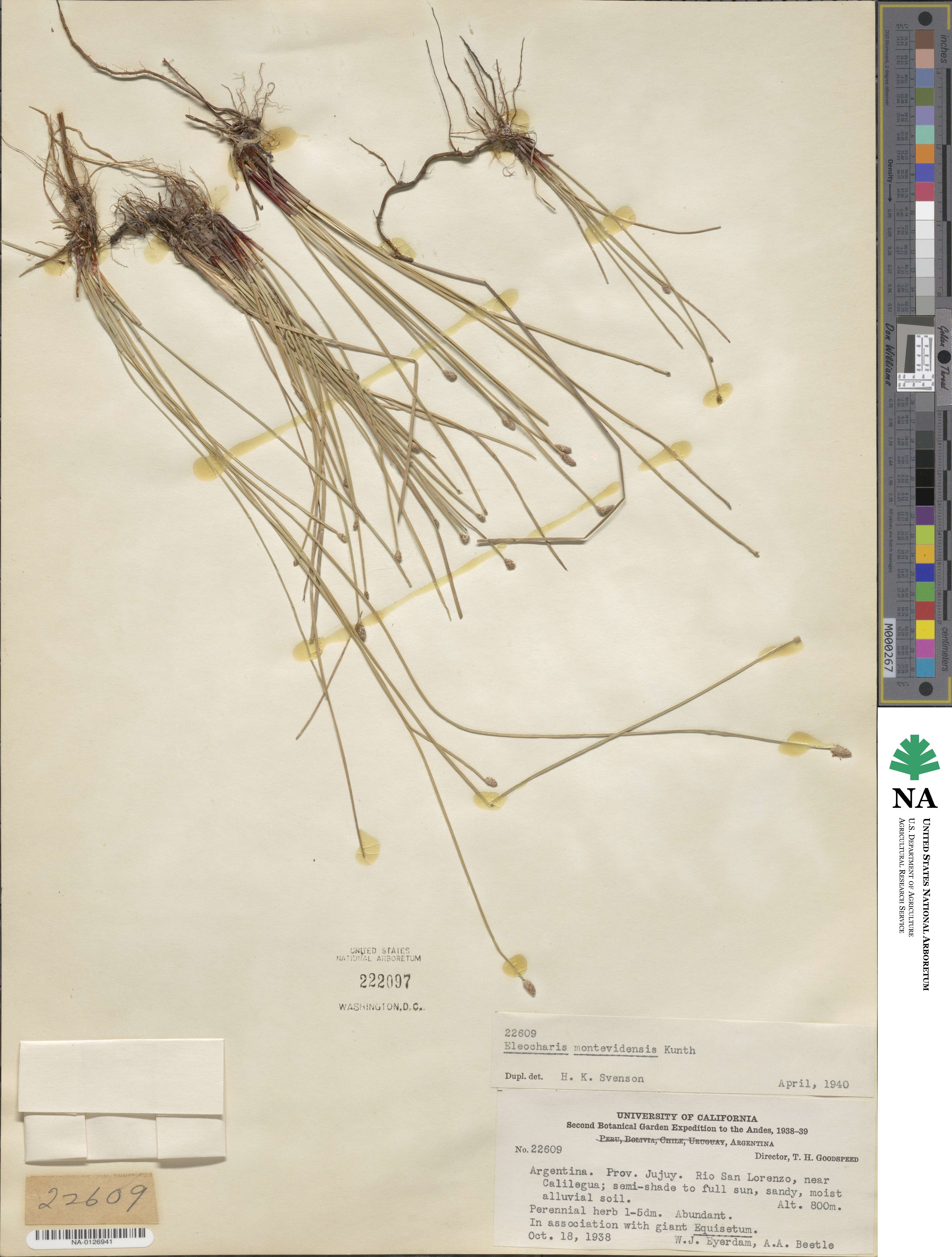 Eleocharis montevidensis image