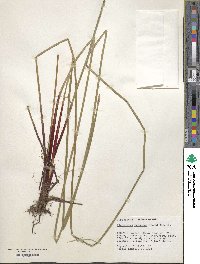 Eleocharis montana image