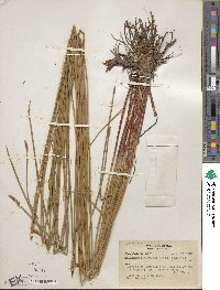 Eleocharis montana image