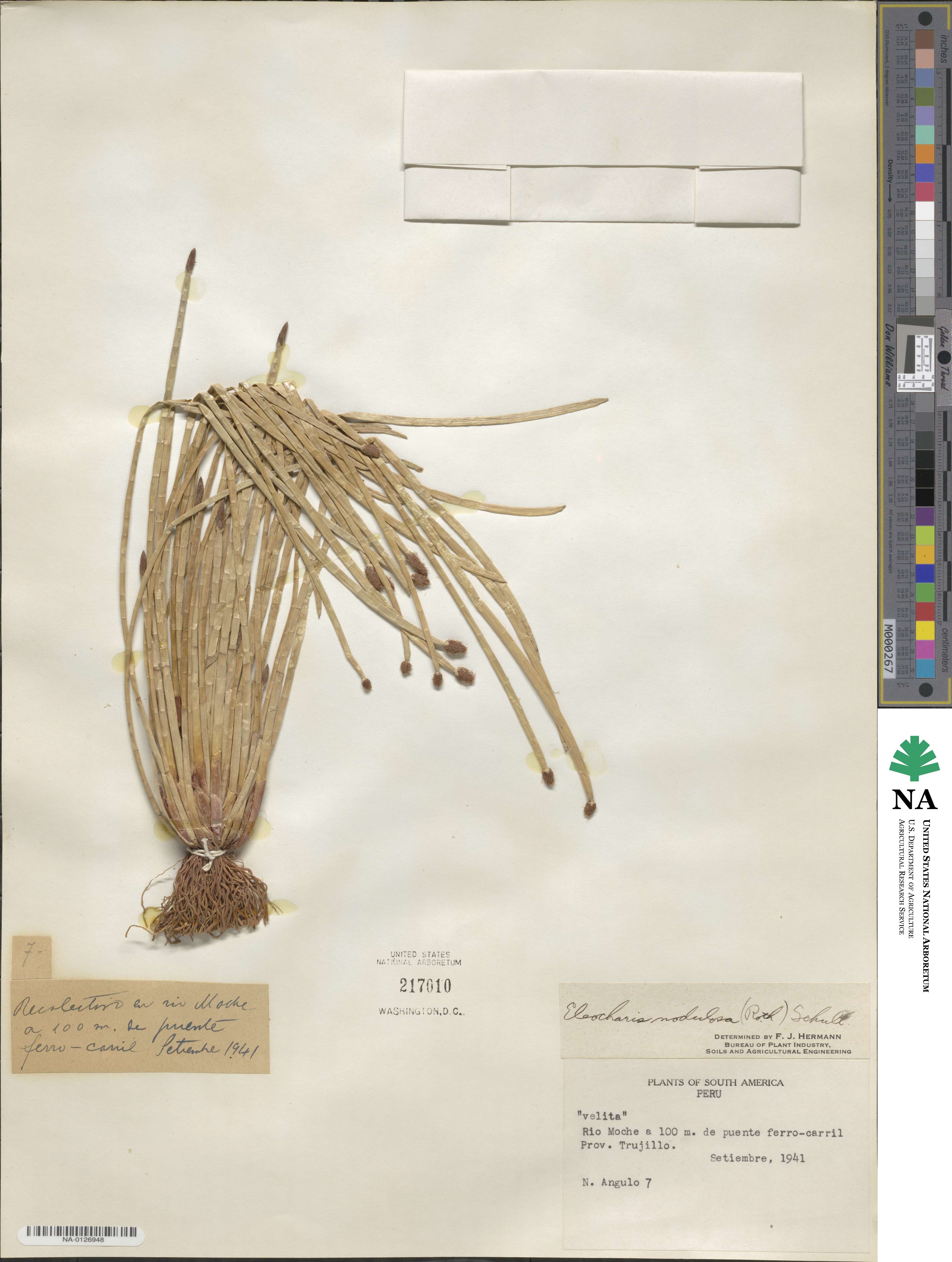 Eleocharis montana image