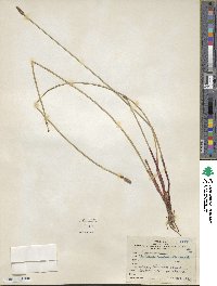 Eleocharis montana image