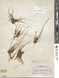 Eleocharis quinqueflora image