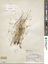 Eleocharis quinqueflora image