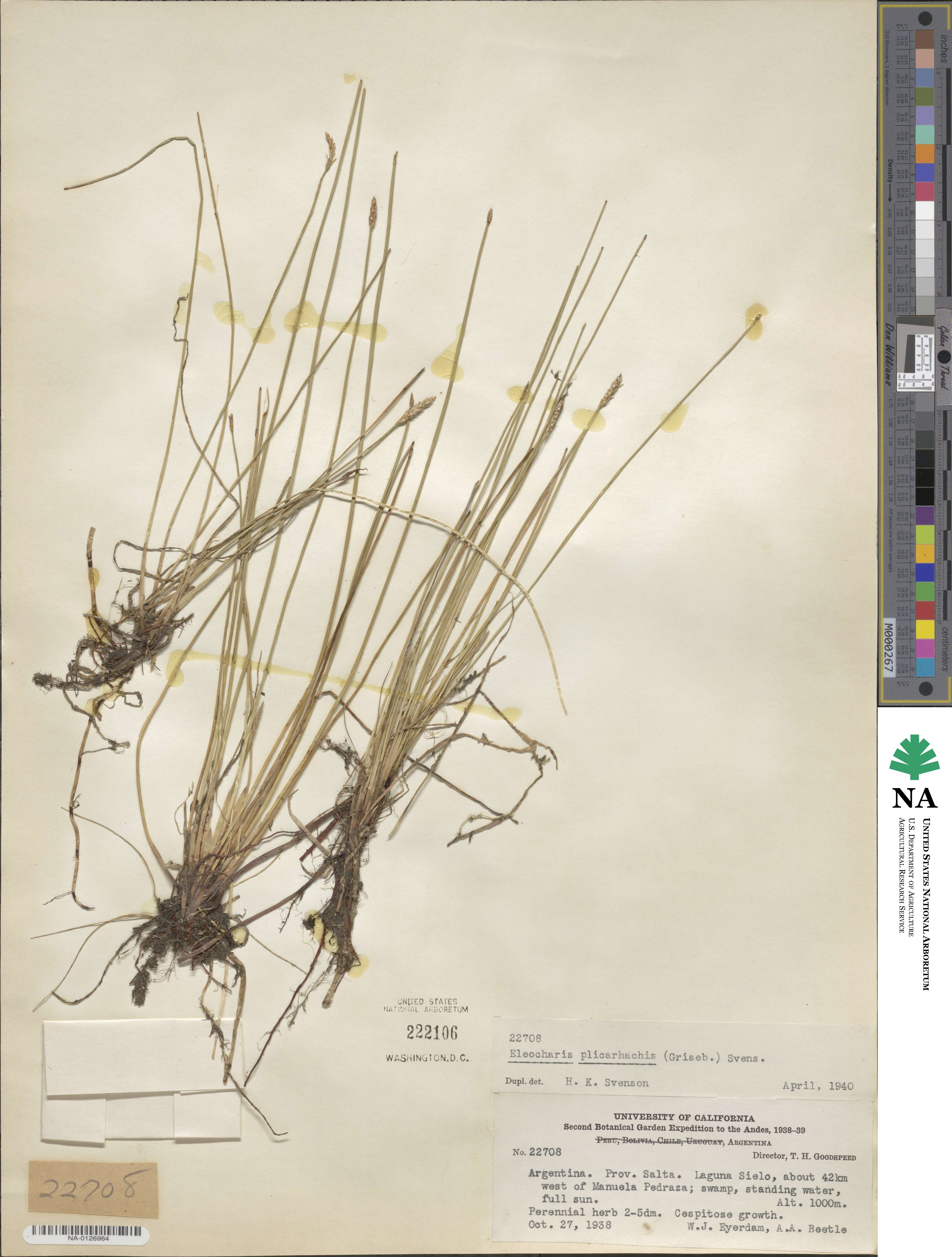 Eleocharis plicarhachis image
