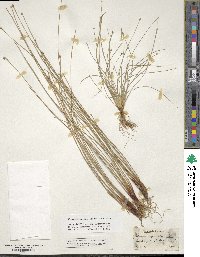 Eleocharis geniculata image