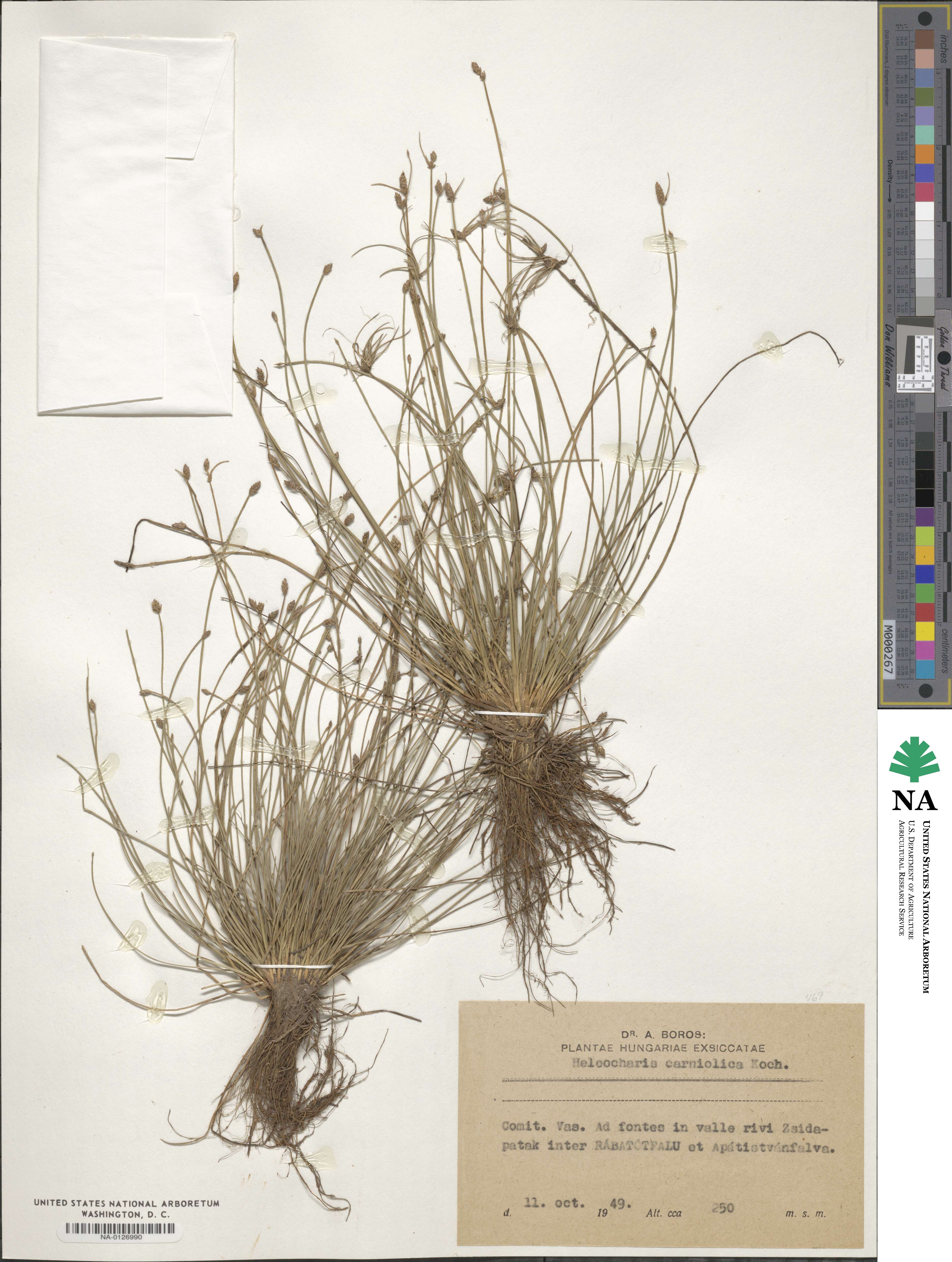 Eleocharis carniolica image