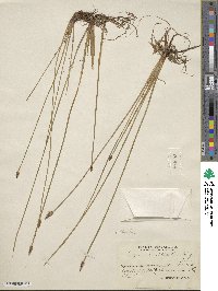 Eleocharis mamillata image