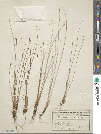 Eleocharis multicaulis image