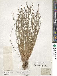 Eleocharis ovata image