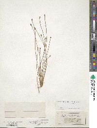 Eleocharis ovata image