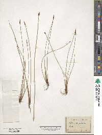 Eleocharis palustris image