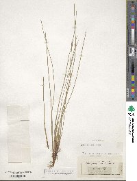 Eleocharis palustris image