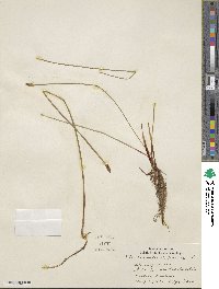 Eleocharis palustris image