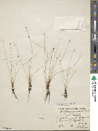 Eleocharis quinqueflora image