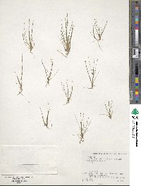 Eleocharis yokoscensis image