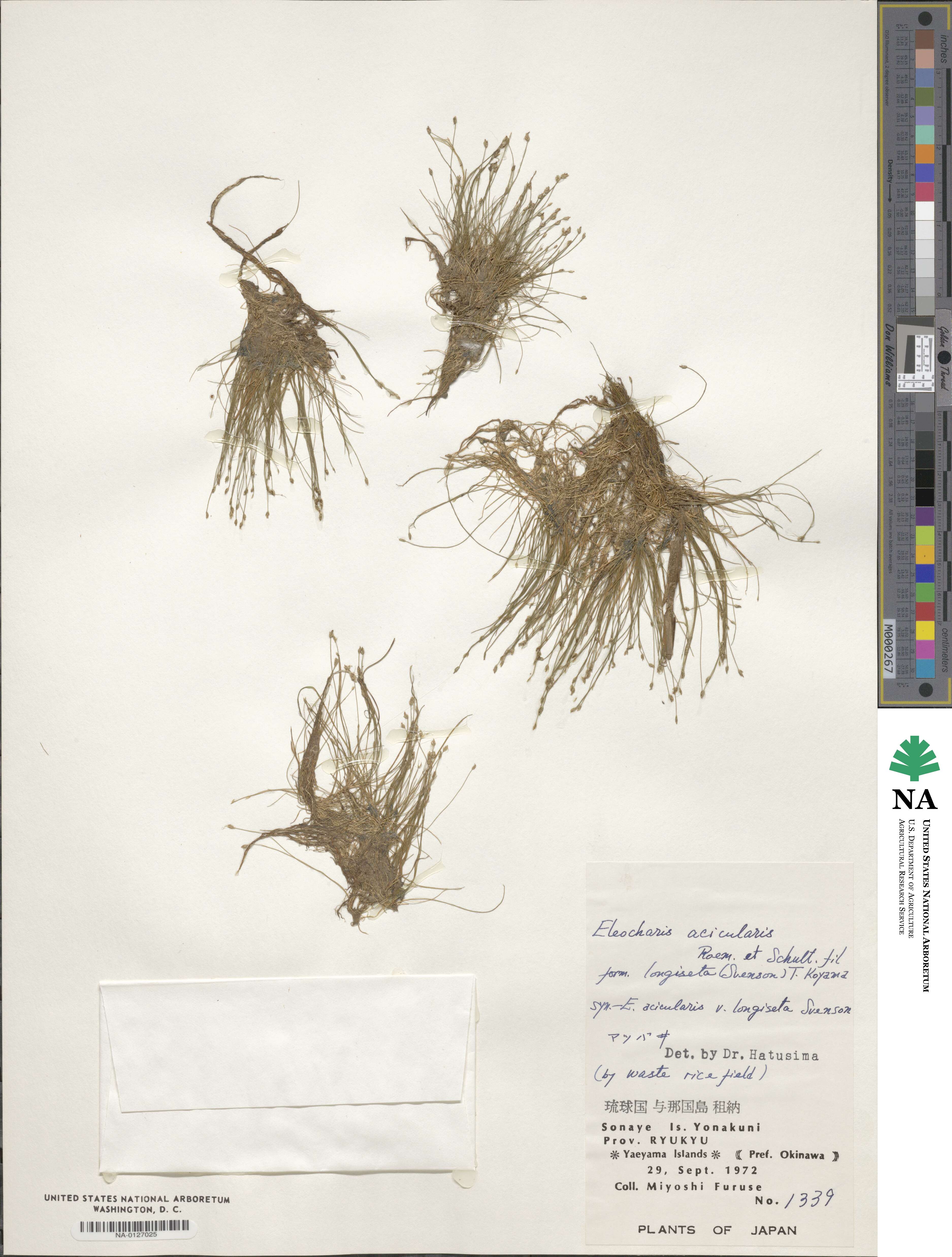 Eleocharis yokoscensis image
