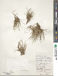 Eleocharis yokoscensis image