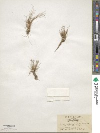 Eleocharis yokoscensis image