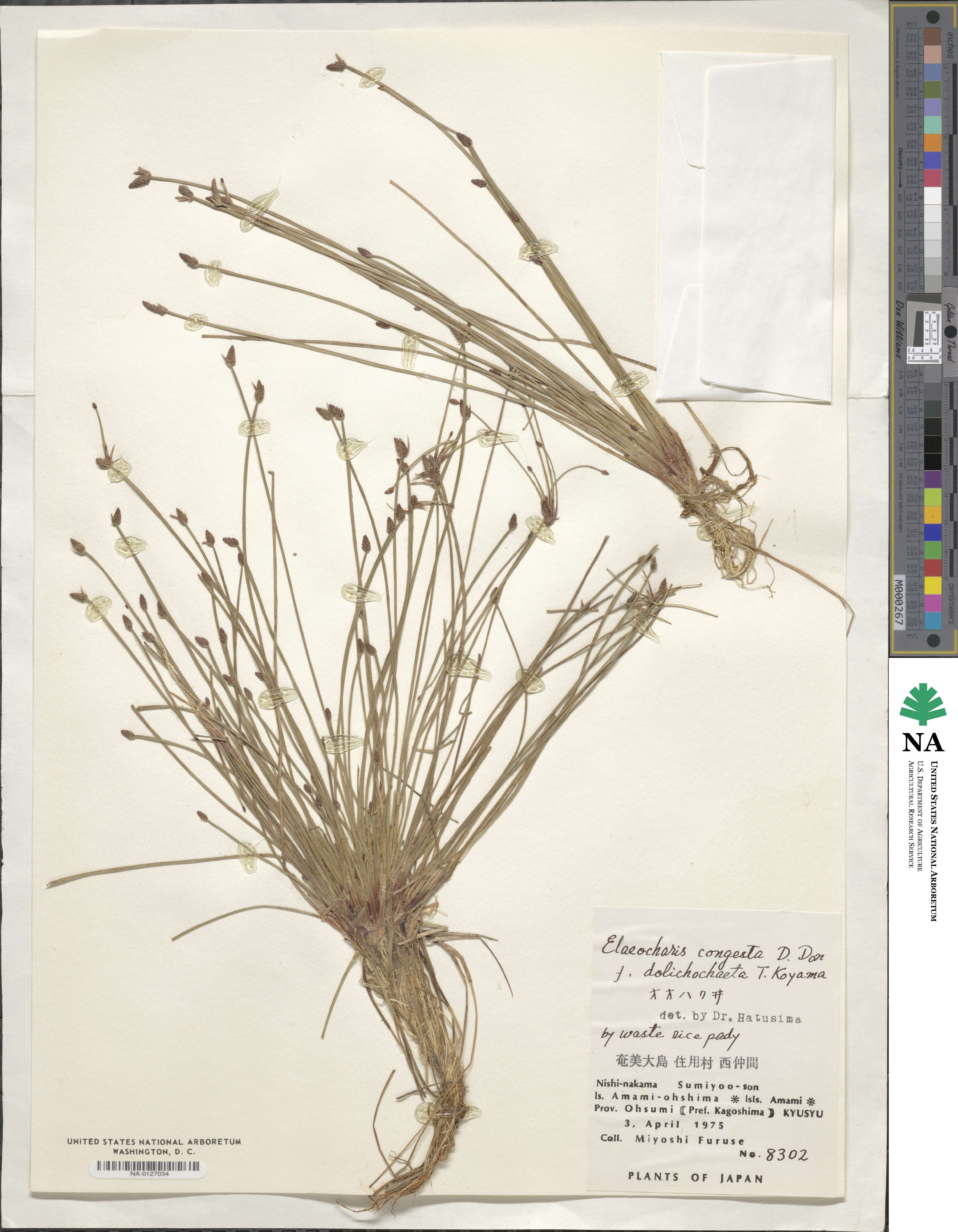 Eleocharis congesta f. dolichochaeta image