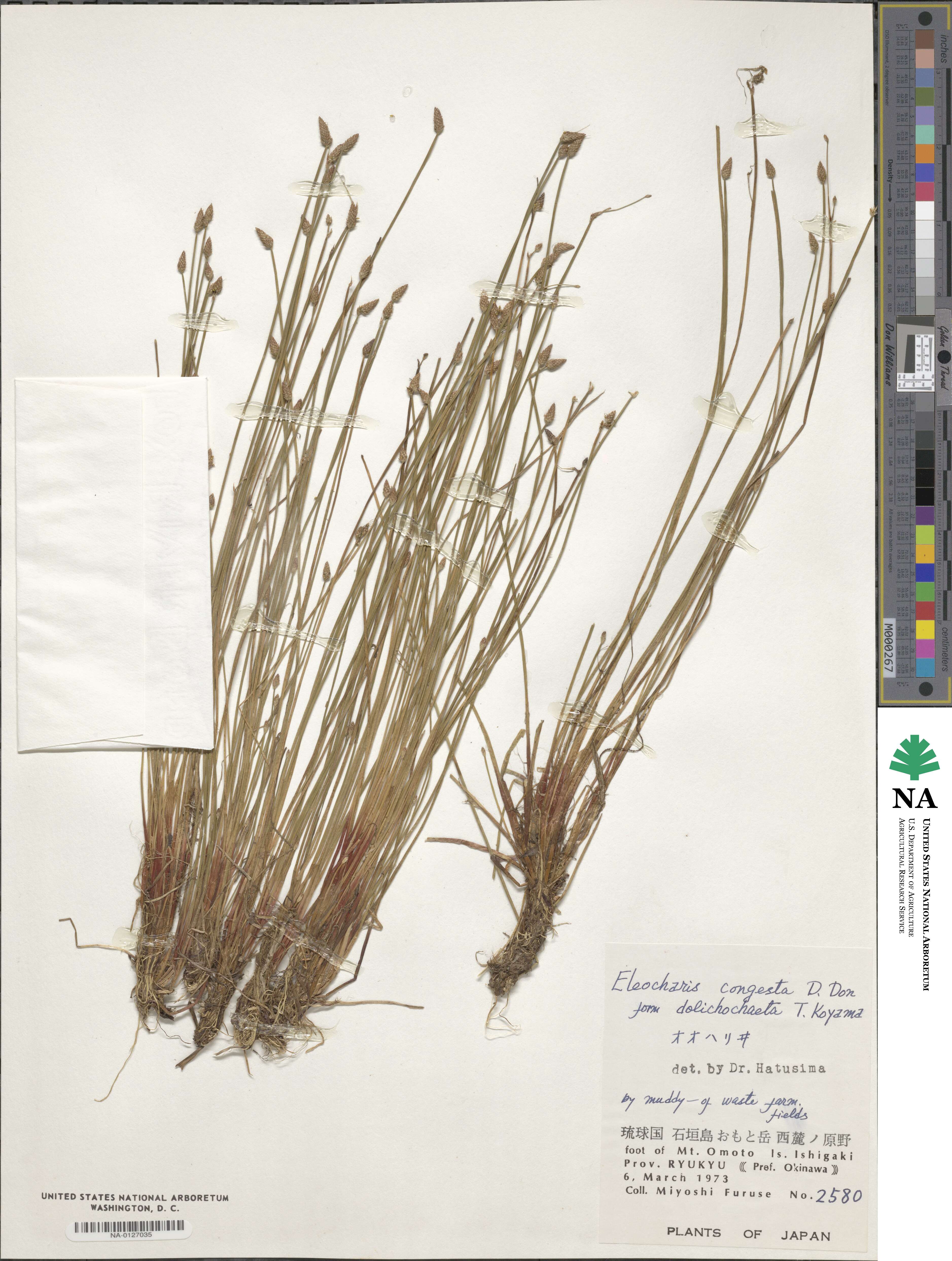 Eleocharis congesta image