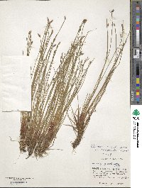 Eleocharis congesta f. dolichochaeta image