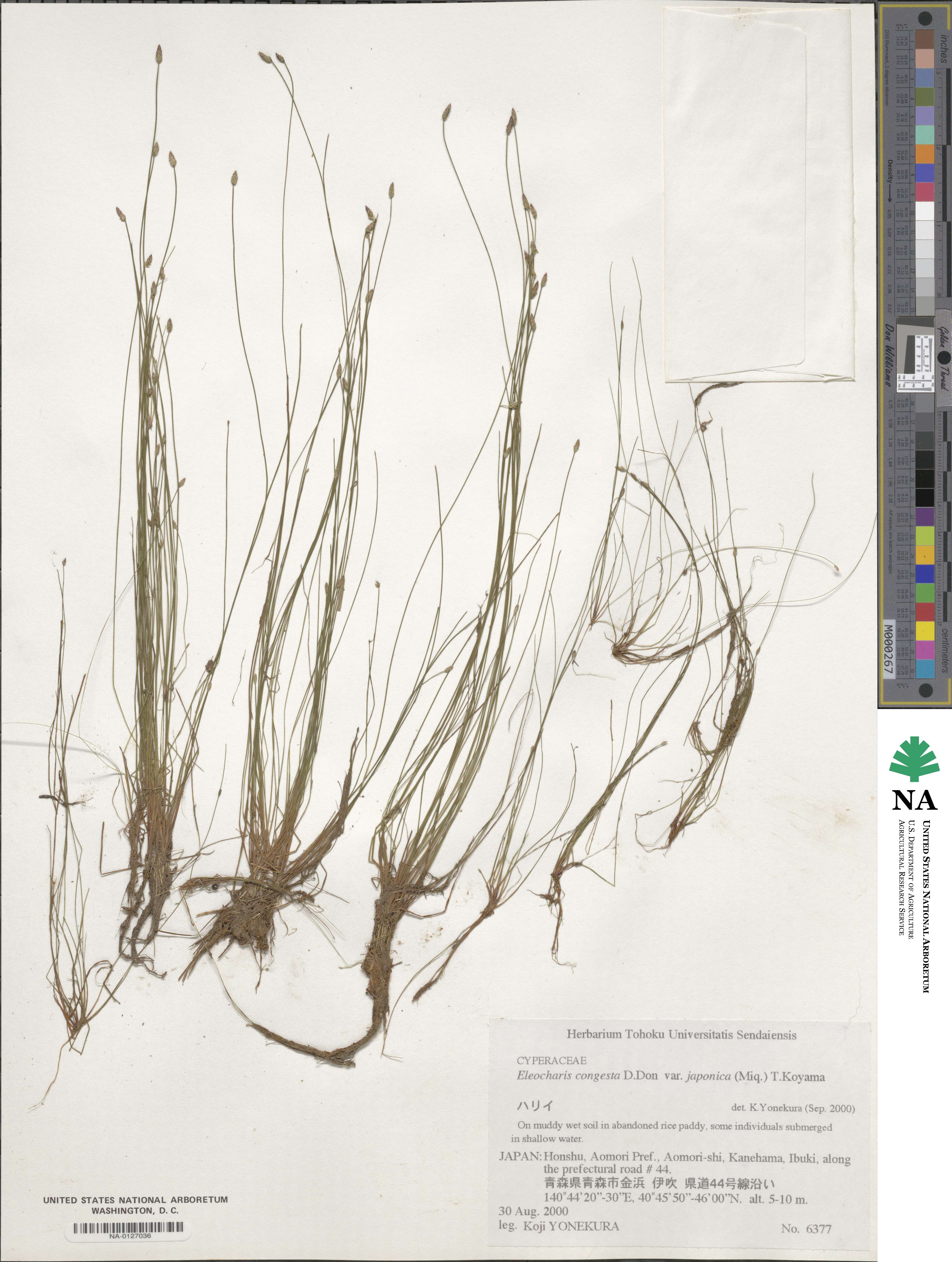 Eleocharis congesta subsp. japonica image