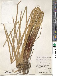 Eleocharis dulcis image