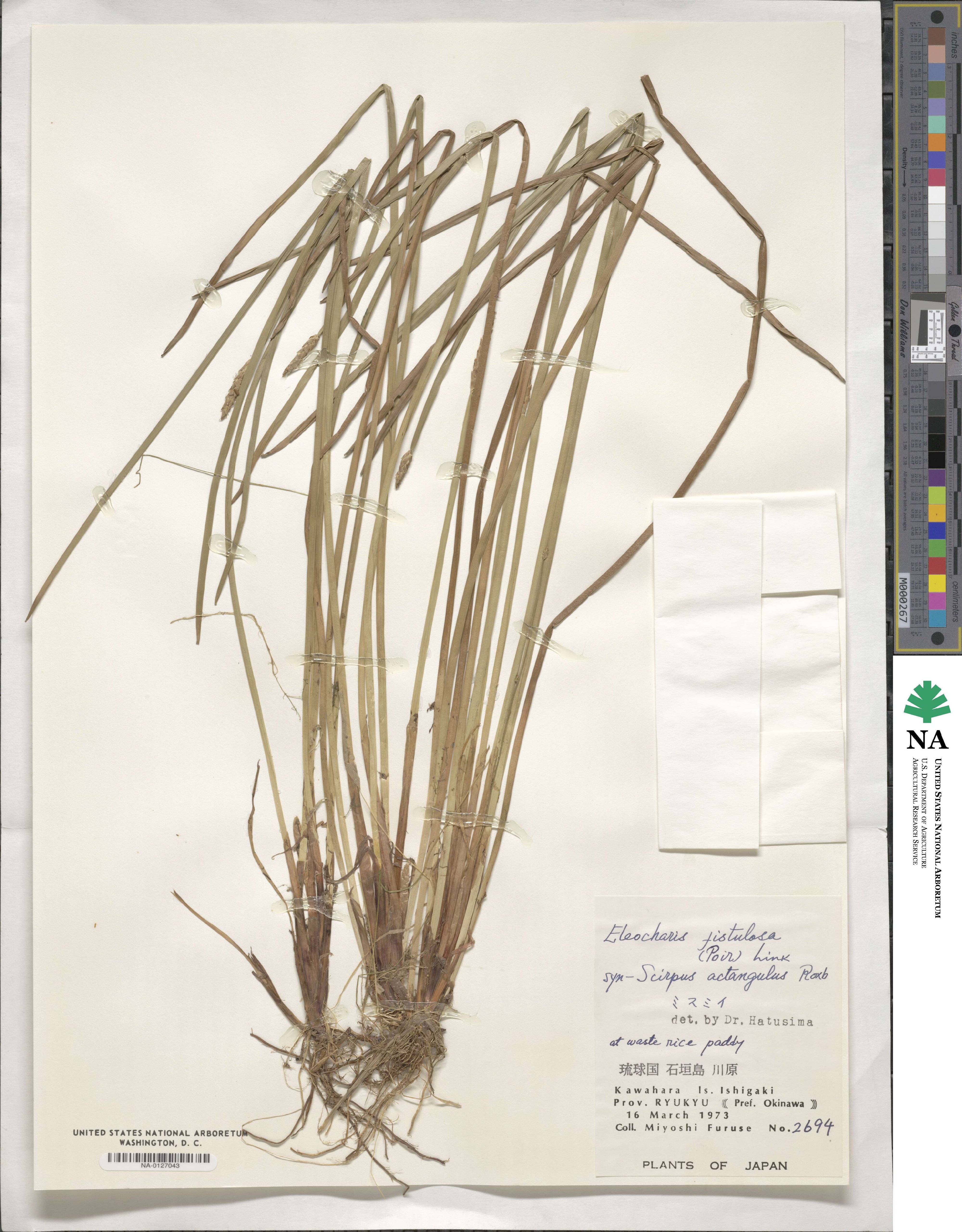 Eleocharis acutangula subsp. acutangula image