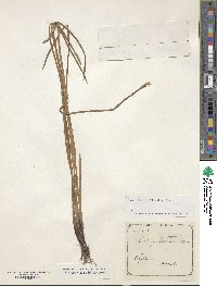 Eleocharis acutangula subsp. acutangula image