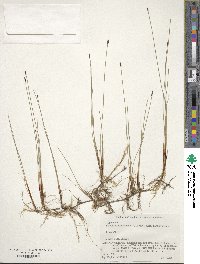 Eleocharis kamtschatica image