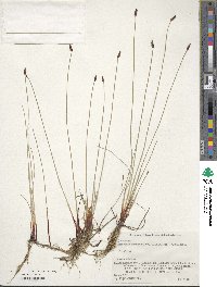 Eleocharis kamtschatica image