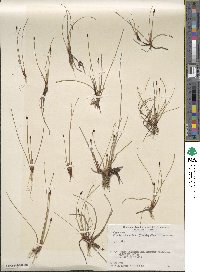 Eleocharis kamtschatica image