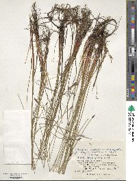 Eleocharis kamtschatica image