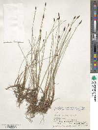 Eleocharis kamtschatica image