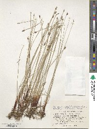 Eleocharis kamtschatica image