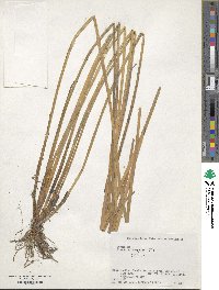 Image of Eleocharis kuroguwai