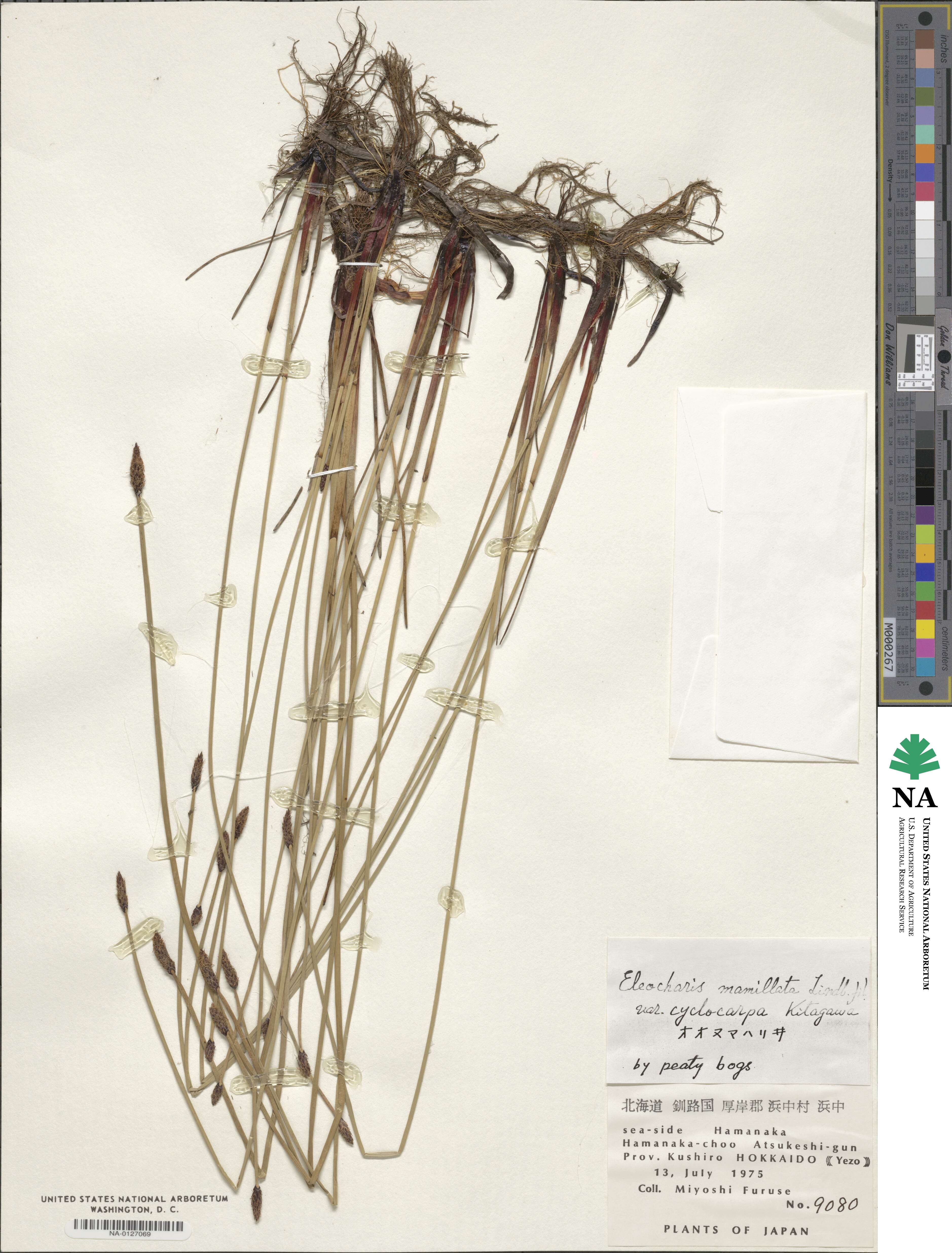 Eleocharis ussuriensis image