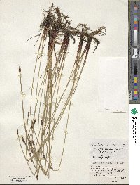 Eleocharis ussuriensis image