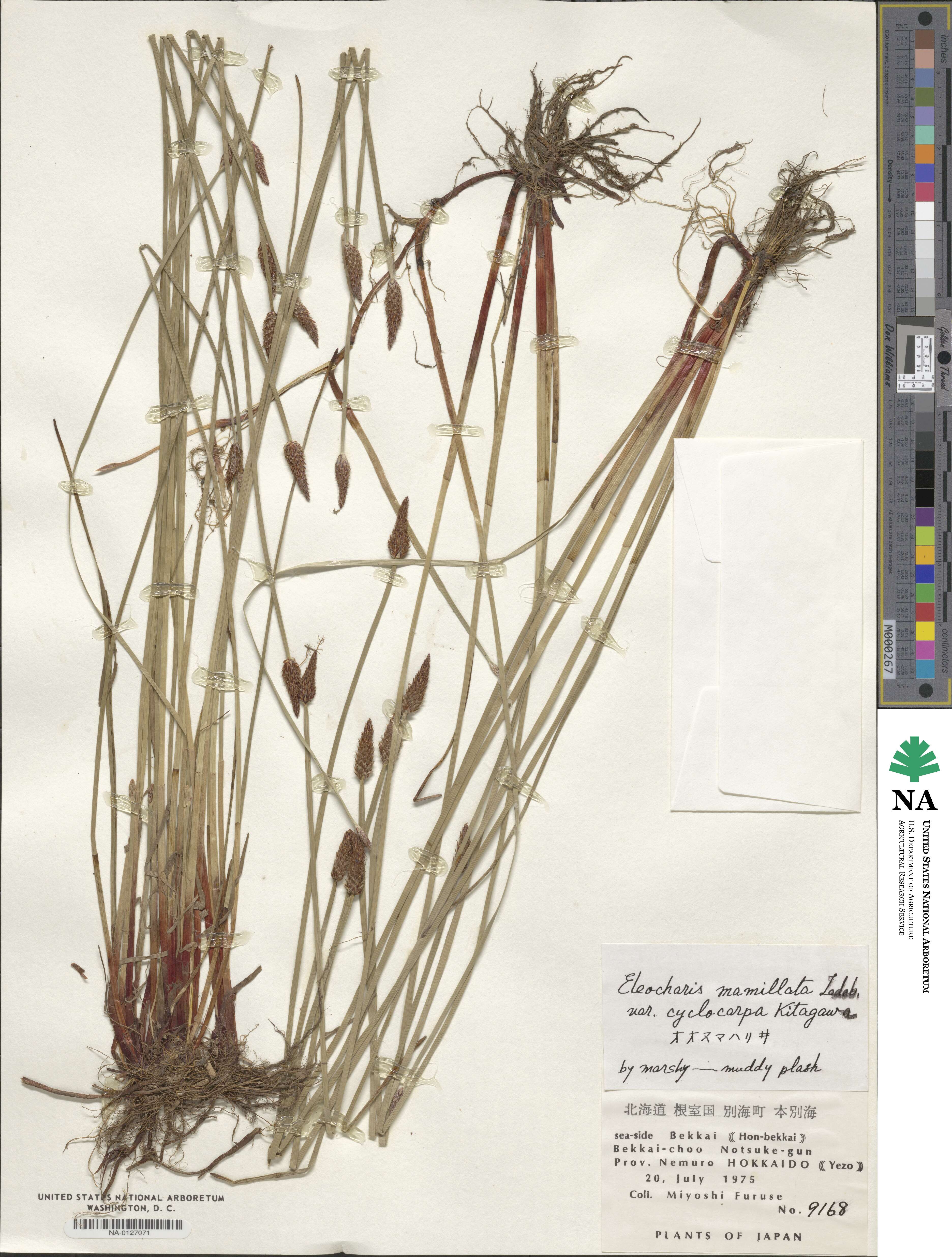 Eleocharis ussuriensis image