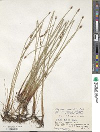 Eleocharis ussuriensis image