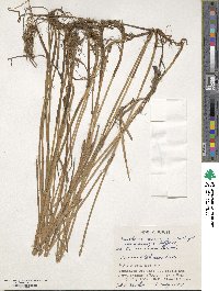 Eleocharis ussuriensis image