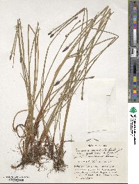 Eleocharis ussuriensis image