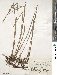 Eleocharis ussuriensis image