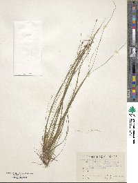 Eleocharis pellucida image