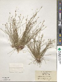 Eleocharis pellucida image